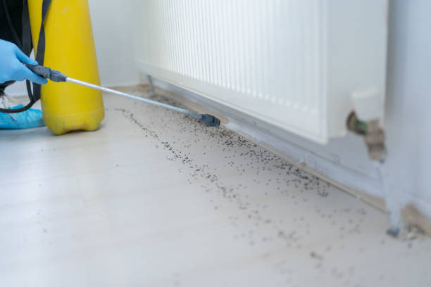 Best Affordable Pest Control Services  in Plumas Lake, CA